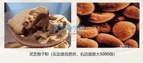 灵芝孢子是灵芝的精华 灵芝孢子粉的功效与作用