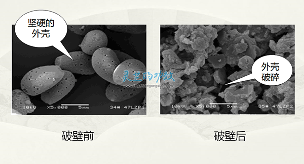 灵芝孢子是灵芝的精华 灵芝孢子粉的功效与作用