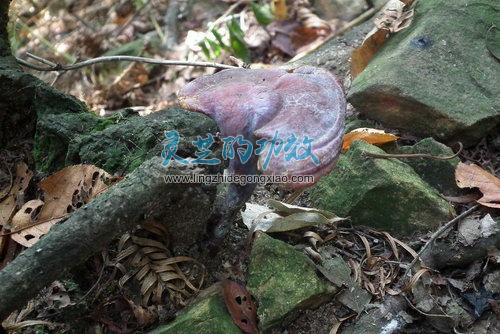 为什么野生灵芝的功效与作用 不如人工栽培的灵芝好