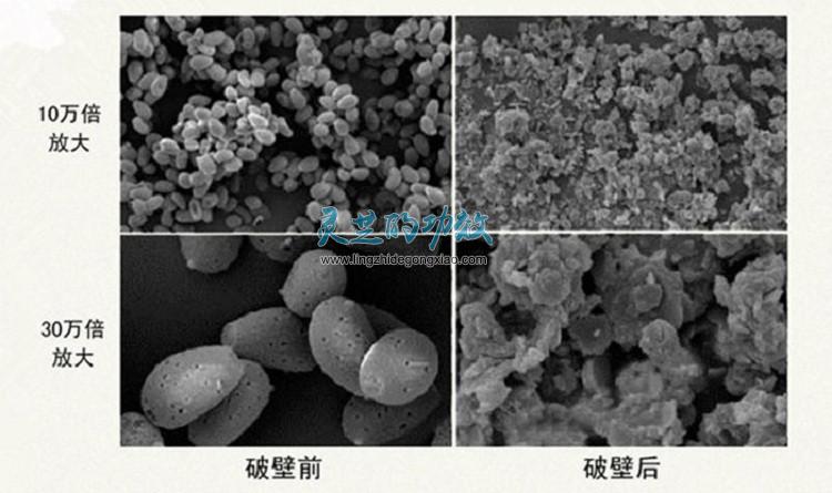 灵芝孢子粉破壁工艺介绍和对比 哪种破壁技术更好