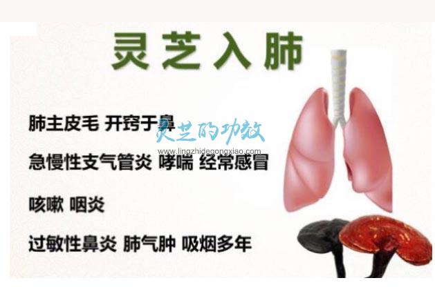 为什么说灵芝是百病之药 灵芝入五经调五脏有什么作用