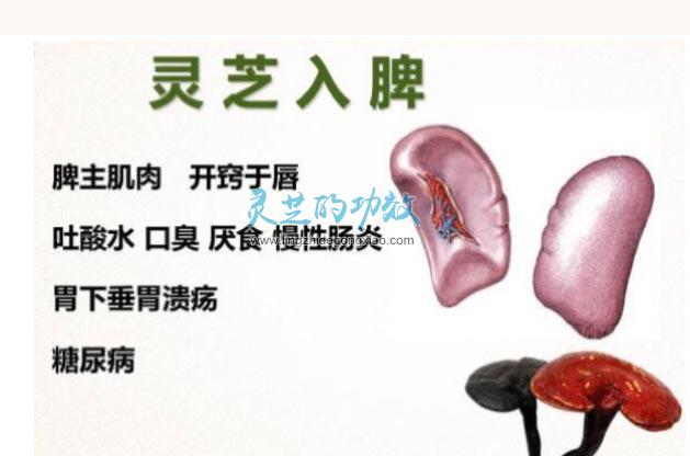 为什么说灵芝是百病之药 灵芝入五经调五脏有什么作用