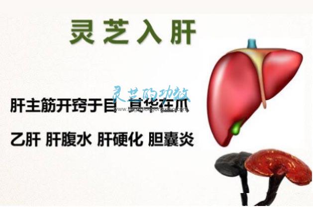 为什么说灵芝是百病之药 灵芝入五经调五脏有什么作用