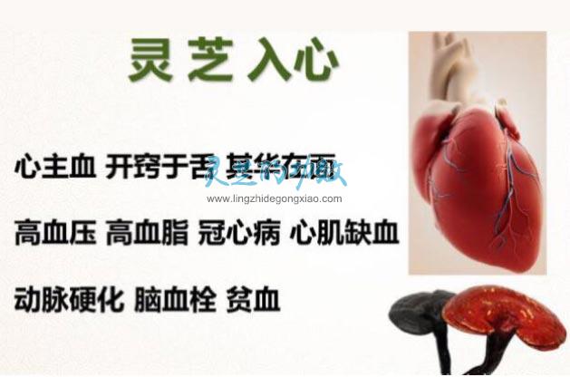 为什么说灵芝是百病之药 灵芝入五经调五脏有什么作用