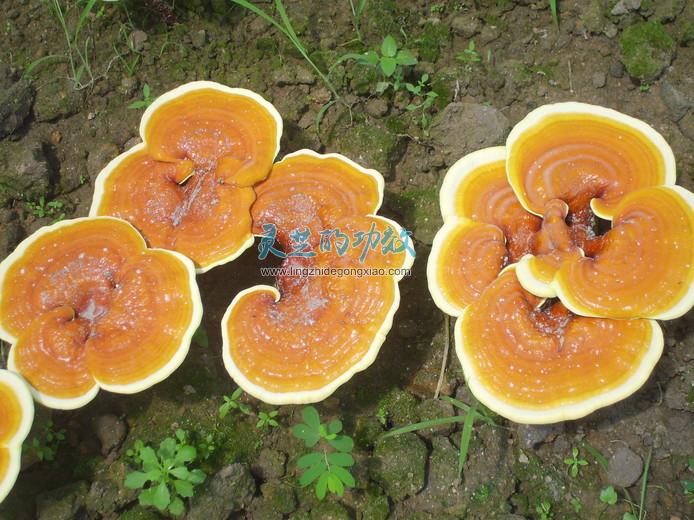 灵芝孢子粉的功效及食用方法