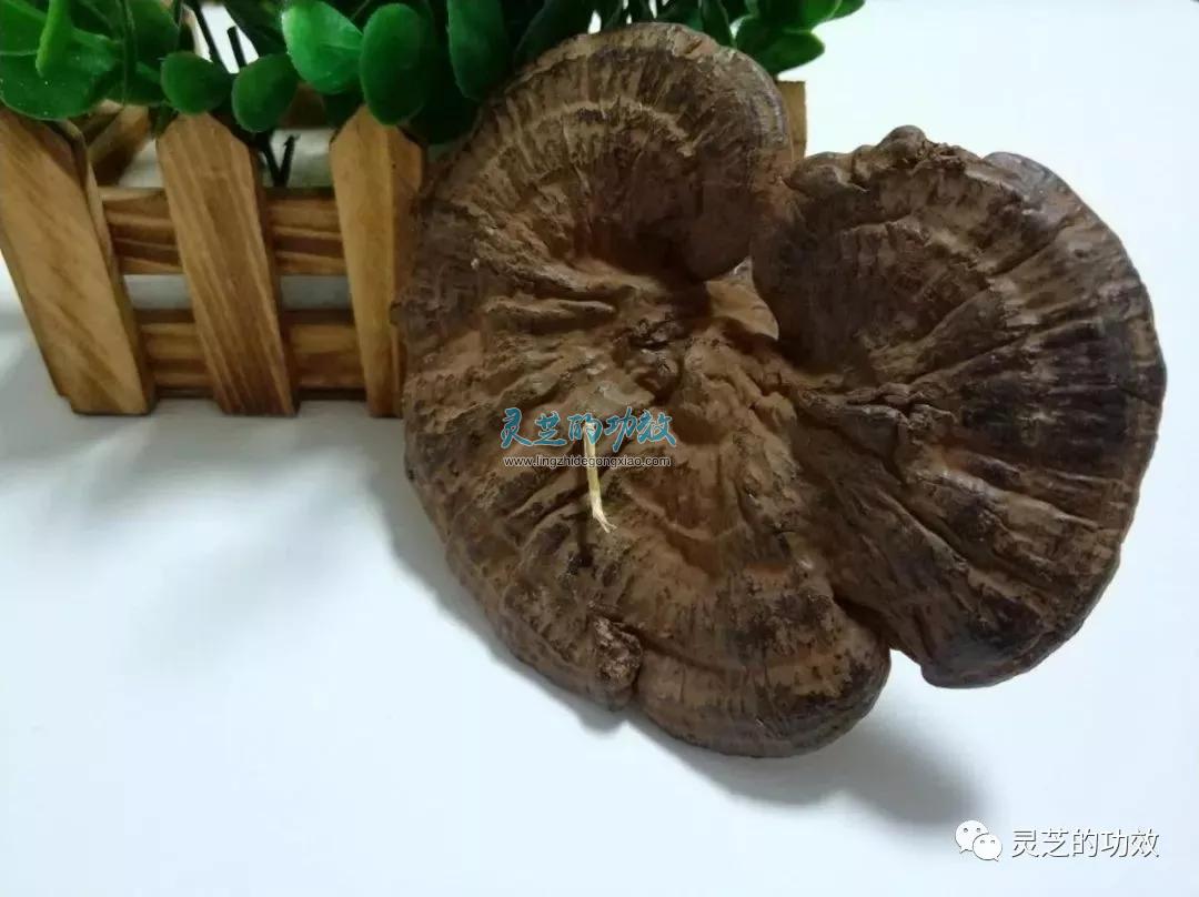 睡眠不好如何调理？灵芝片泡水能改善睡眠吗？