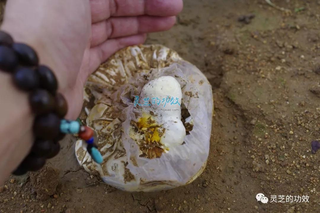 睡眠不好如何调理？灵芝片泡水能改善睡眠吗？