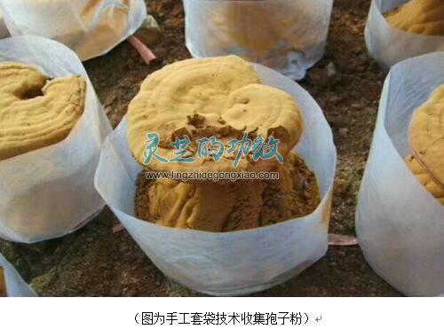 揭露灵芝孢子粉市场乱象，媒体直指7大灰色地带