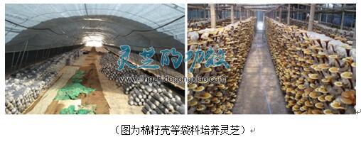 揭露灵芝孢子粉市场乱象，媒体直指7大灰色地带