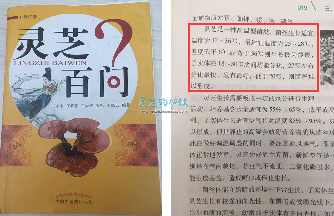 专家披露：低温环境是灵芝生长的不利因素