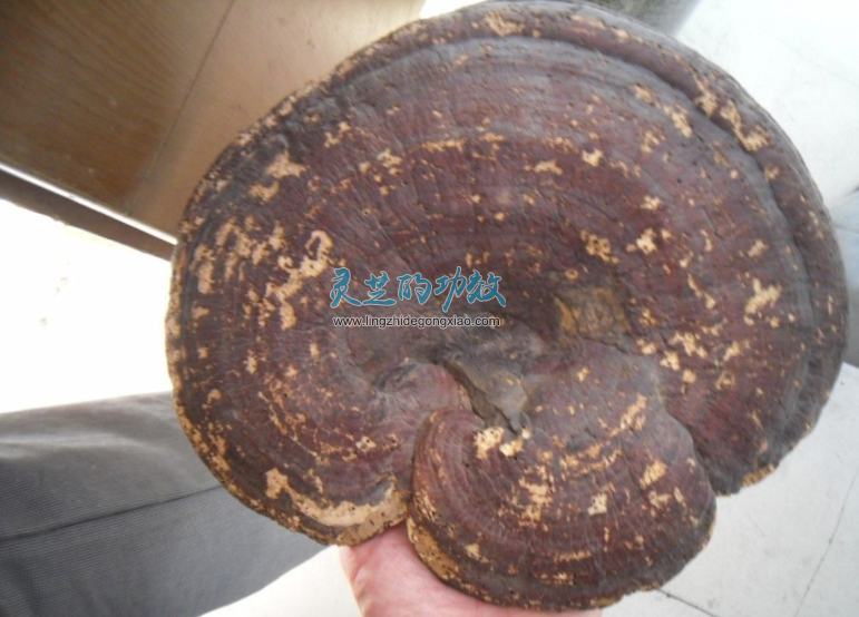为什么大的灵芝、老的灵芝功效却不好？