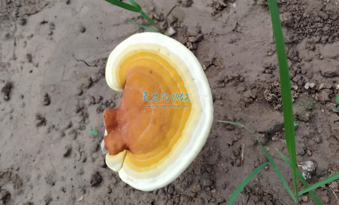 为什么大的灵芝、老的灵芝功效却不好？