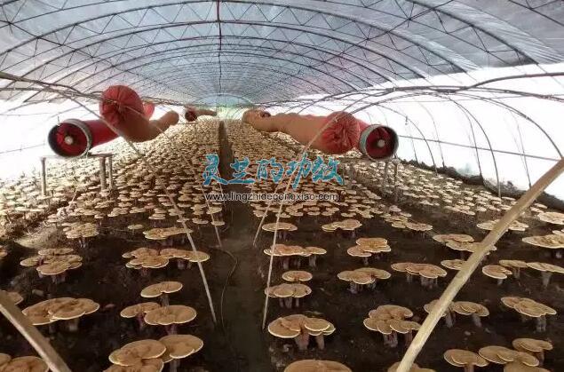 【研究】影响灵芝孢子粉品质好坏的因素分析