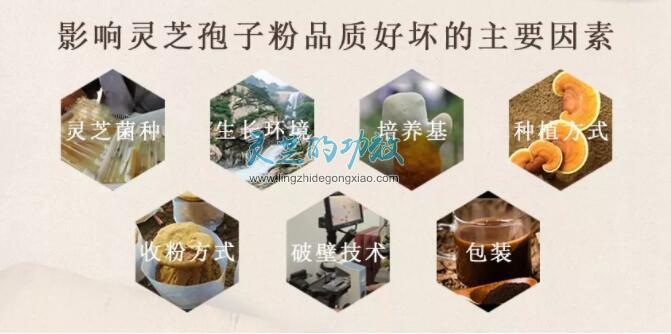 【研究】影响灵芝孢子粉品质好坏的因素分析