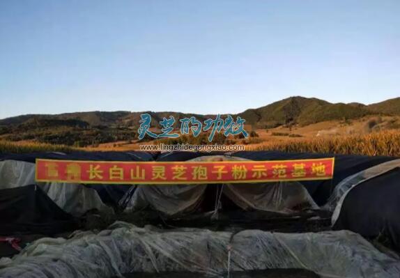 【研究】影响灵芝孢子粉品质好坏的因素分析