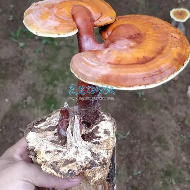 【研究】影响灵芝孢子粉品质好坏的因素分析