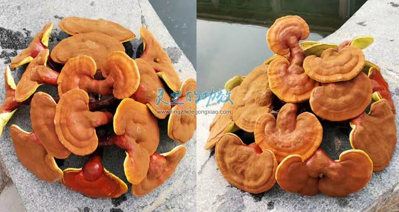 发霉、虫蛀？灵芝到底应该如何保存？