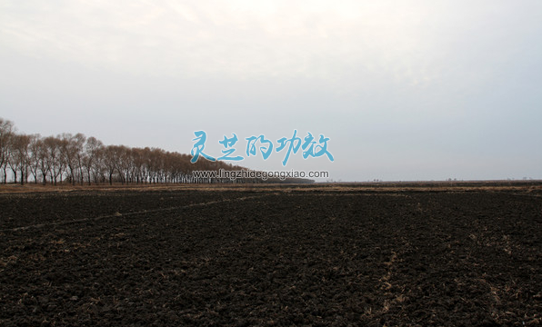 哪里的灵芝好：东北的黑土地适合庄稼生长，却不适合灵芝生长