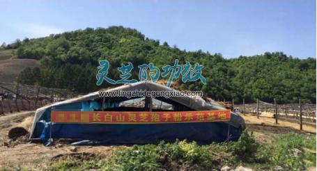 哪里的灵芝好：东北的黑土地适合庄稼生长，却不适合灵芝生长