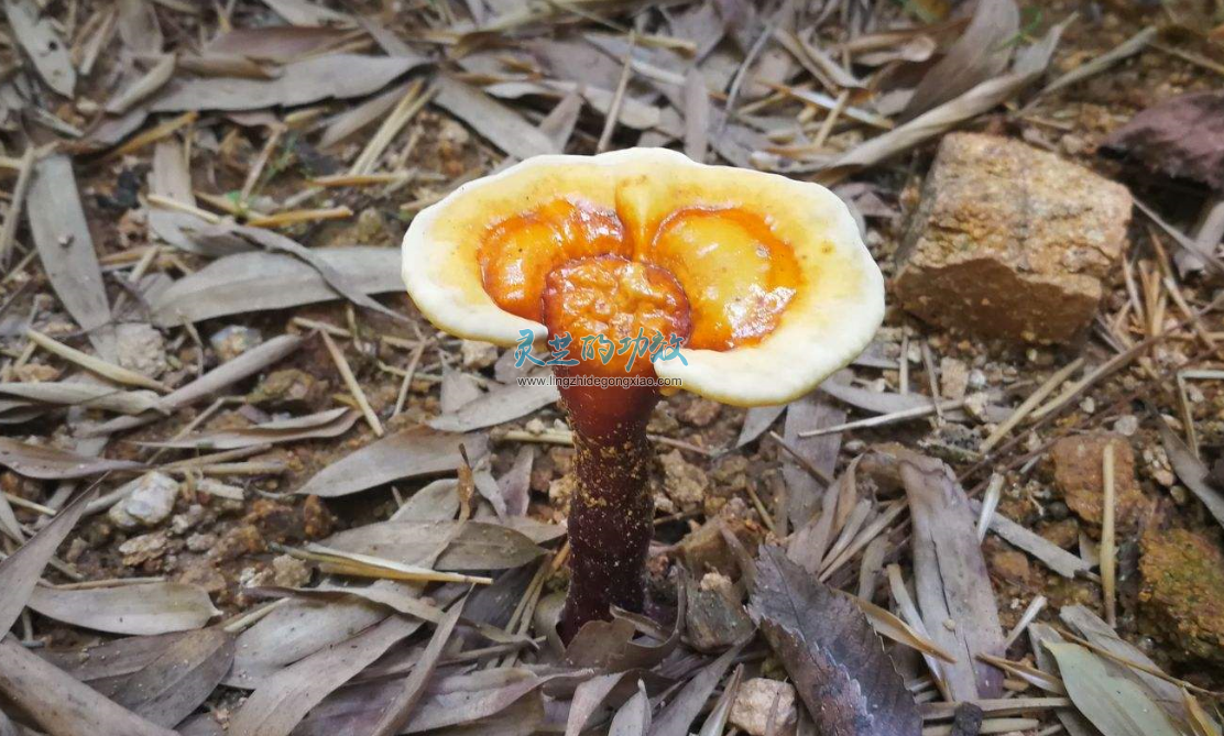 灵芝被纳入药食同源物质管理目录工作取得新突破