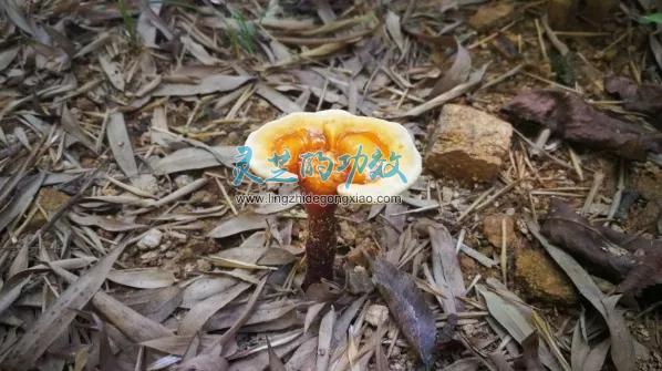新型冠状病毒来袭，人们认识到灵芝提高免疫力的优势