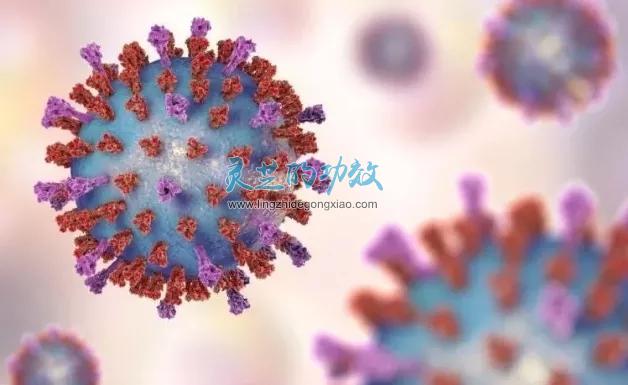 新型冠状病毒来袭，人们认识到灵芝提高免疫力的优势
