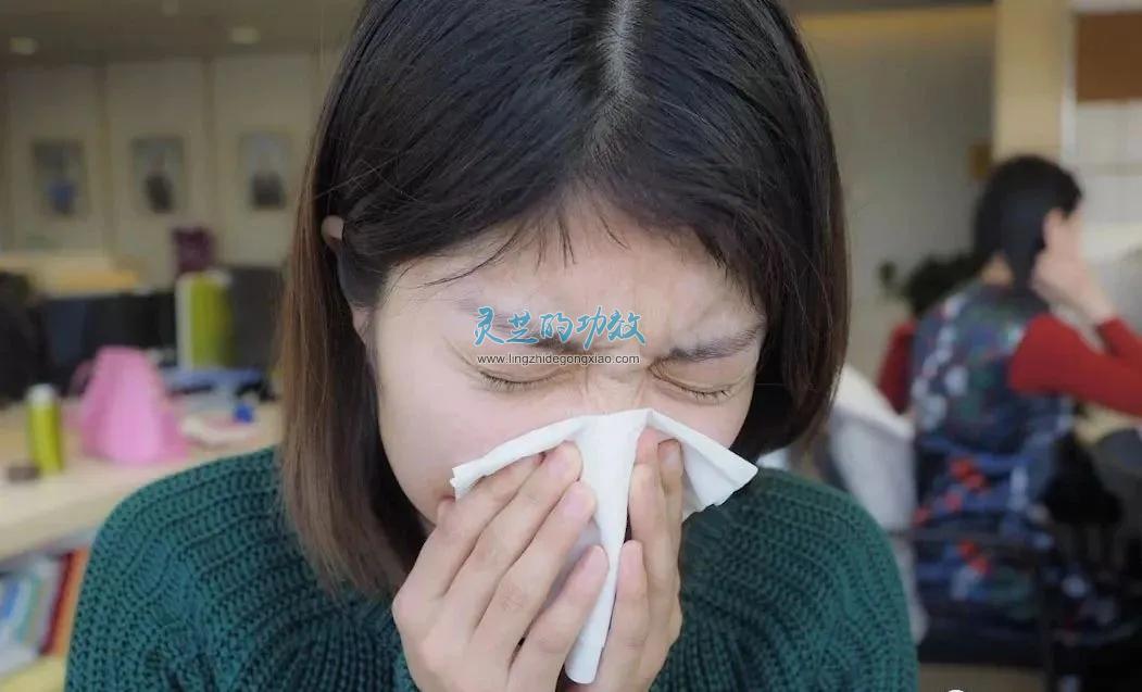 灵芝孢子粉的功效与作用之拯救春季哮喘