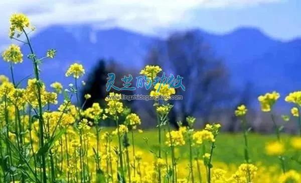 灵芝孢子粉的功效与作用之拯救春季哮喘