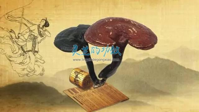 古代进贡宫廷的泰山灵芝都具有一味成方的特性