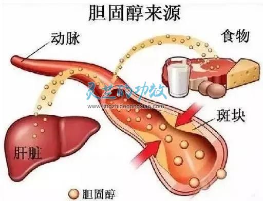 灵芝孢子粉的功效 灵芝孢子粉能提升“好血脂”，降低“坏血脂”