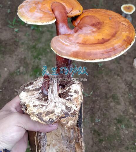 为什么有的灵芝孢子粉那么便宜？是物美价廉还是另有隐情？