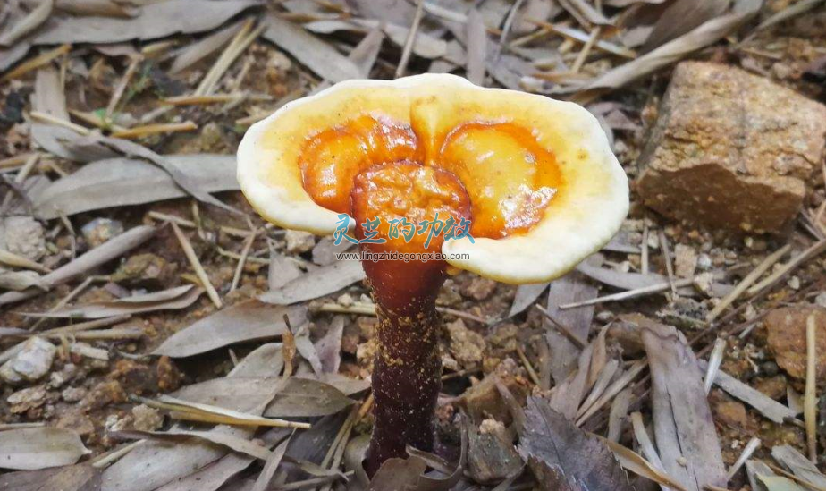 直播风刮进灵芝圈，是品牌商机还是行业洗牌？