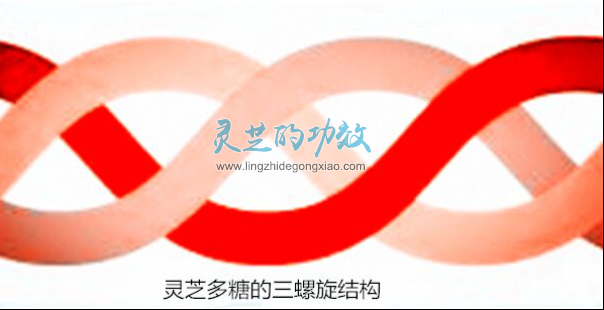 【科普】灵芝的功效与作用之灵芝多糖
