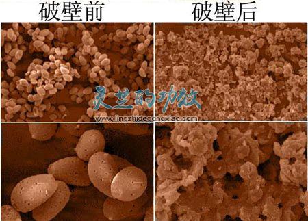 关于灵芝孢子粉破壁，那些你不知道的事儿