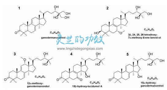 能否一味成方是衡量灵芝品质正宗的黄金标准