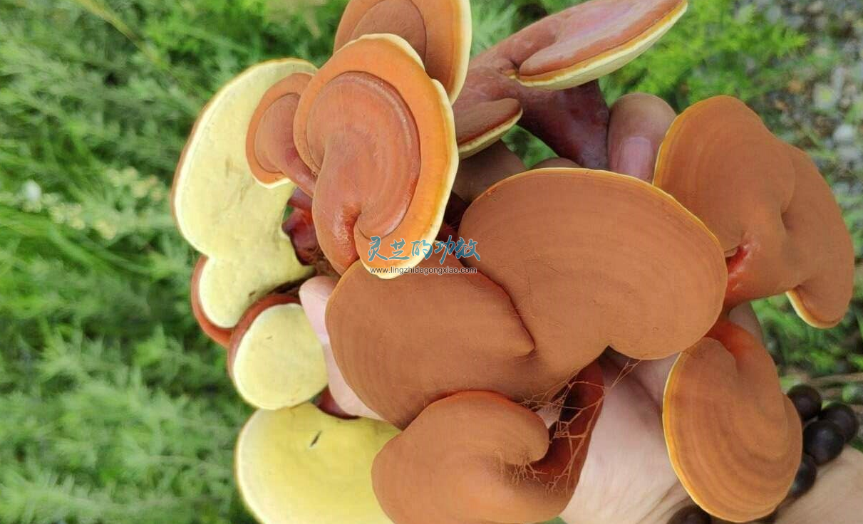 能否一味成方是衡量灵芝品质正宗的黄金标准