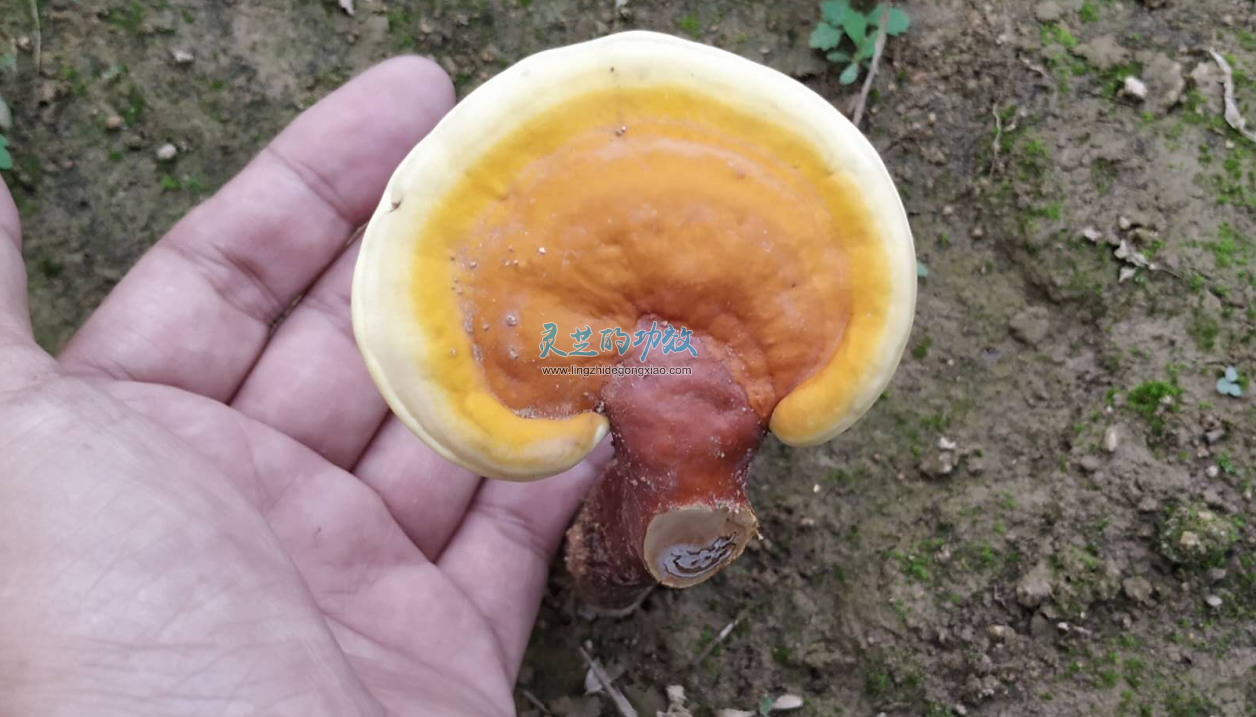 到底还有没有真的野生灵芝？