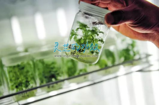 灵芝一味成方的珍贵之处在哪里