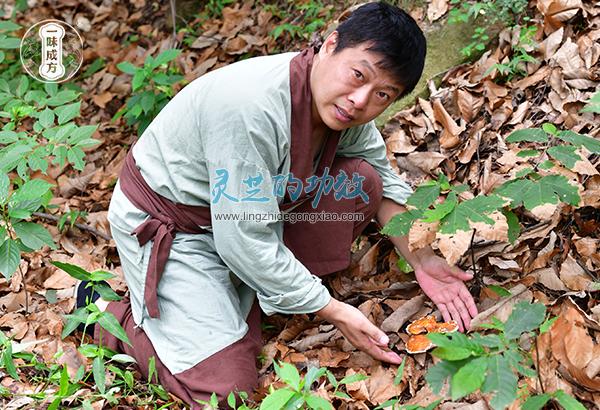灵芝虽苦，但是它能带来生活的甜啊