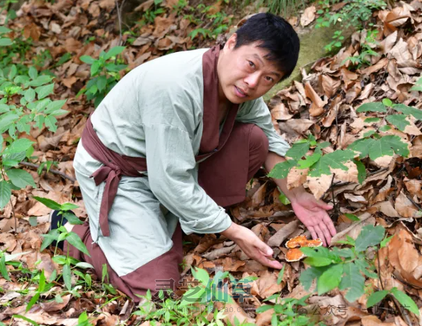 如何挑选灵芝孢子油？八步工艺成就精品