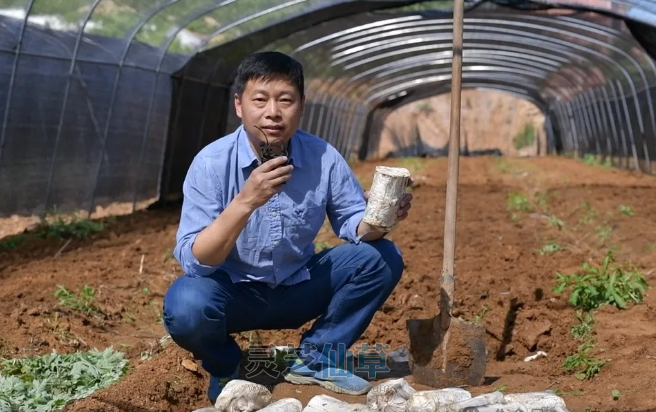 如何挑选灵芝孢子油？八步工艺成就精品