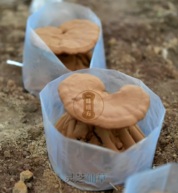 如何挑选灵芝孢子油？八步工艺成就精品