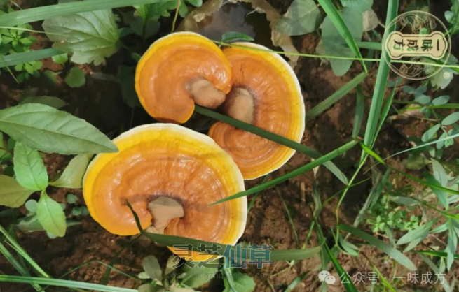 如何挑选灵芝孢子油？八步工艺成就精品