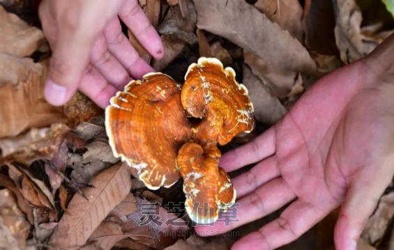 一味成方：如何挑选灵芝孢子油？八步工艺成就精品