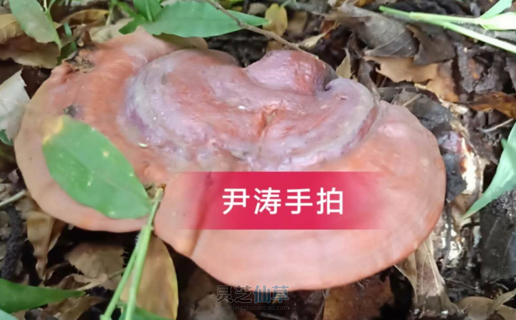 一味成方：如何挑选灵芝孢子油？八步工艺成就精品