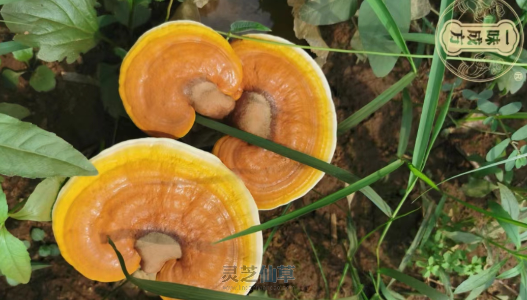 一味成方：如何挑选灵芝孢子油？八步工艺成就精品