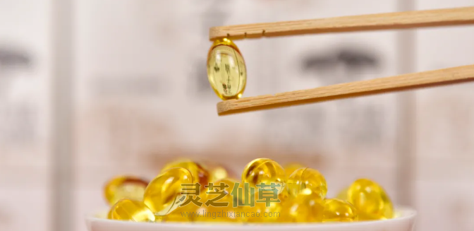 泰山灵芝尹涛：冬病夏治，灵芝孢子粉和孢子油协同调理更高效