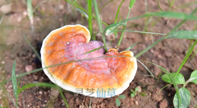 泰山灵芝尹涛：冬病夏治，灵芝孢子粉和孢子油协同调理更高效