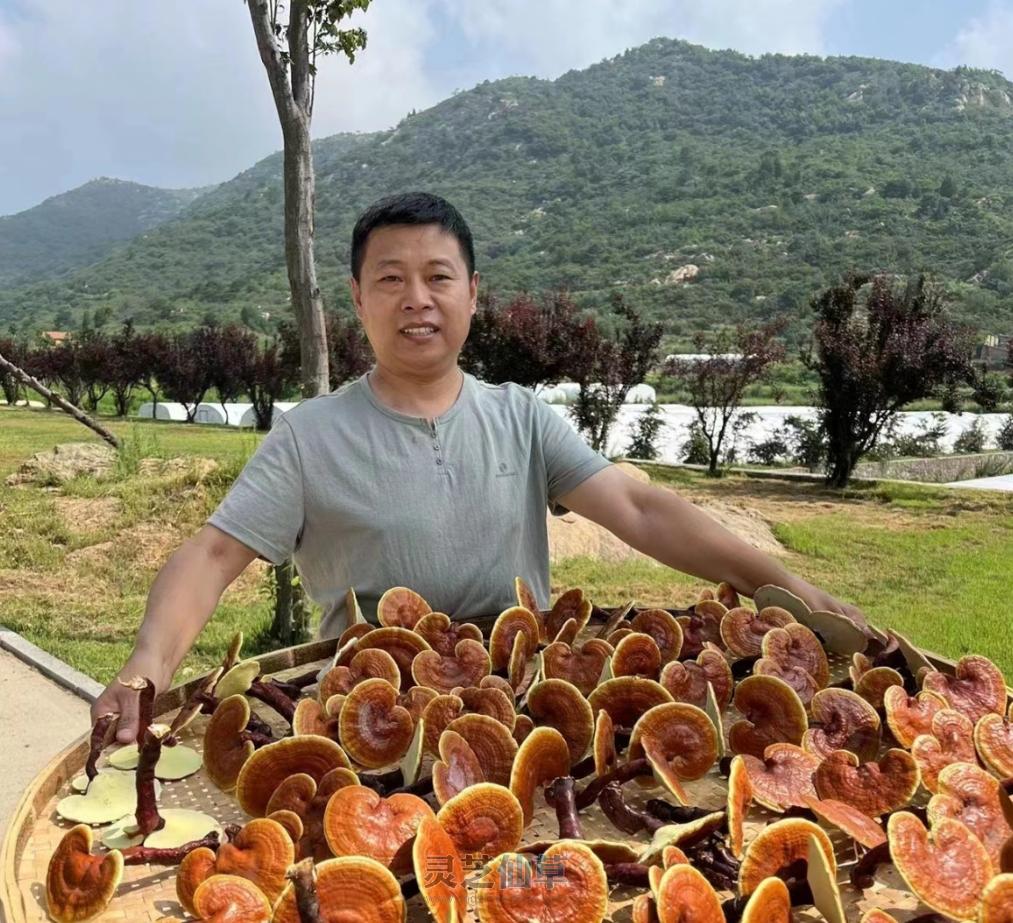 一味成方：对于白细胞减少症，灵芝孢子油如何有效的调理？