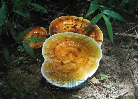 一味成方尹涛:快速改善!这十一种疾病吃灵芝孢子油特别管用! 一味成方尹涛:快速改善!这十一种疾病吃灵芝孢子油特别管用!